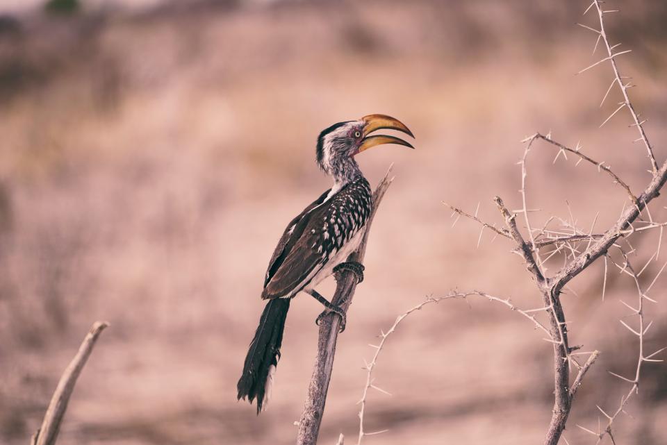 Branch Bird