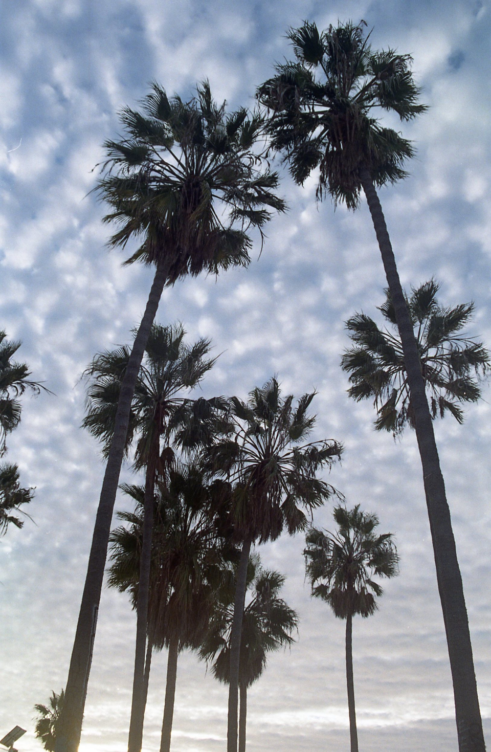 Palm Trees