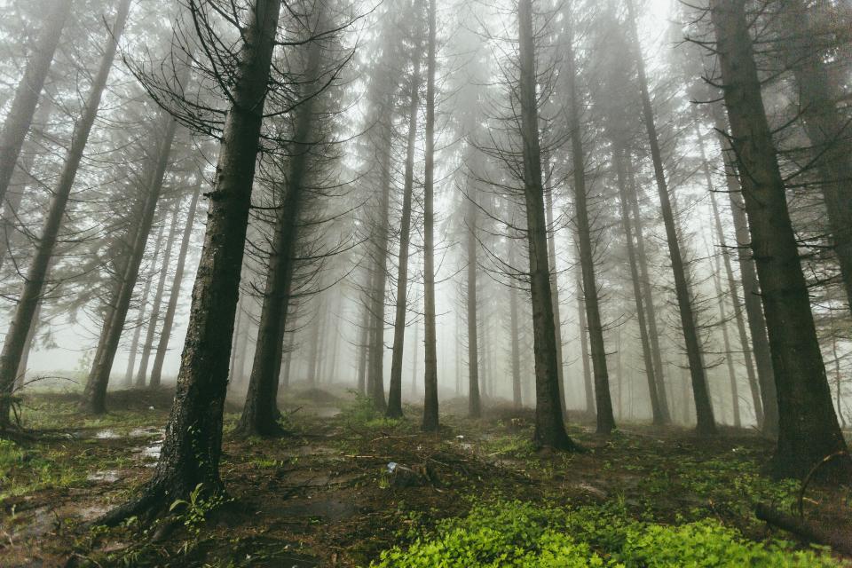 Nature Forests