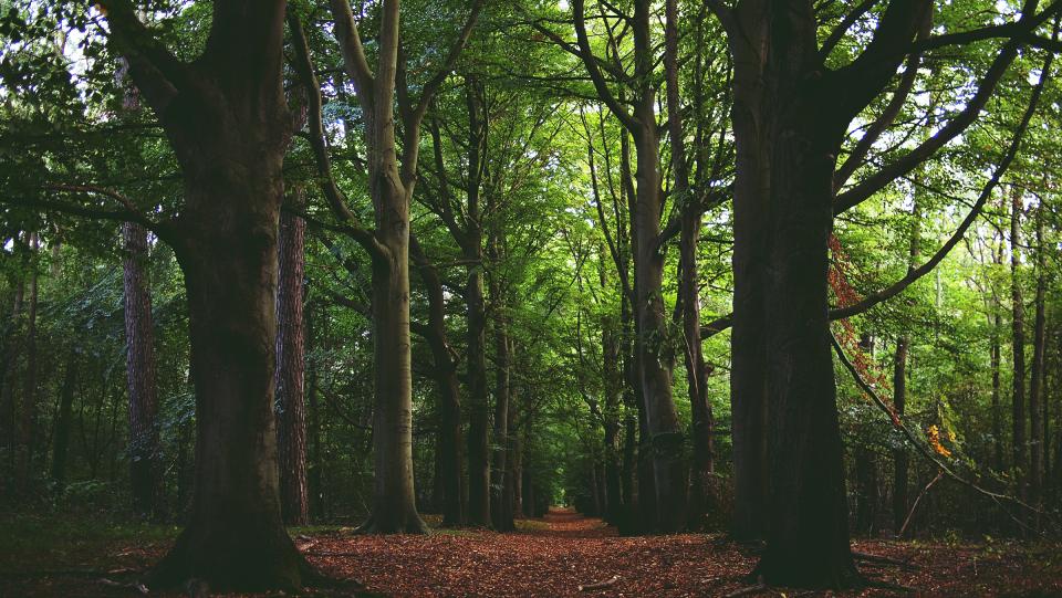 Forest Woods