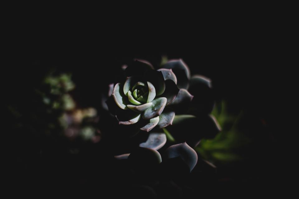 Dark Plant