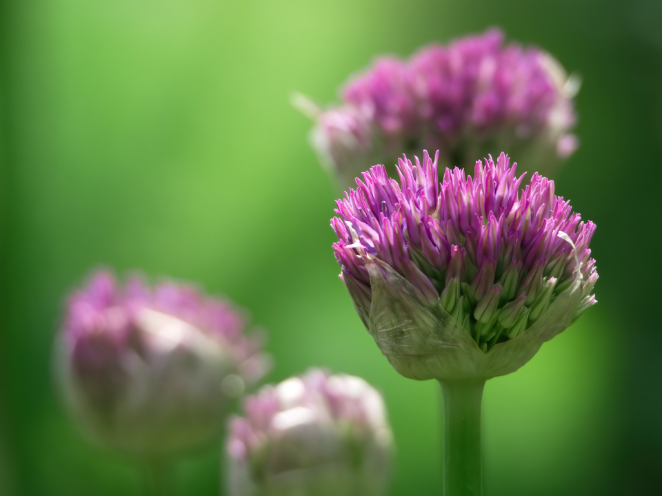Purple Flowers
