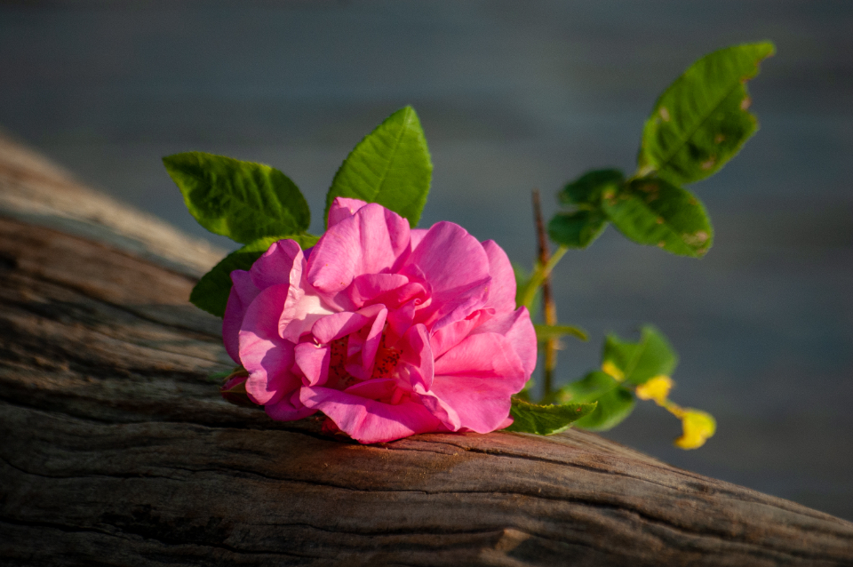 Pink Flower