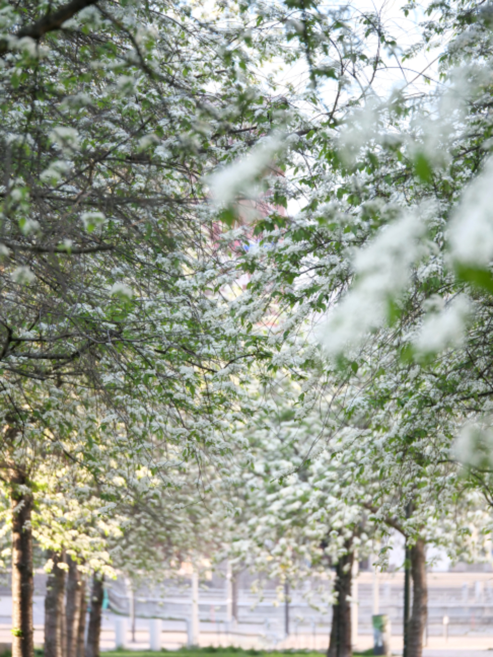 Nature Path