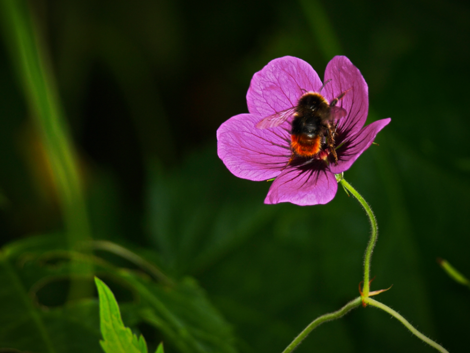 Bee Flower