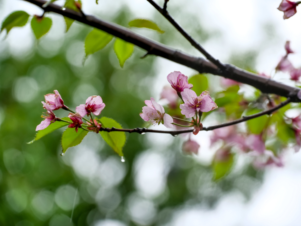 Blossom Flower