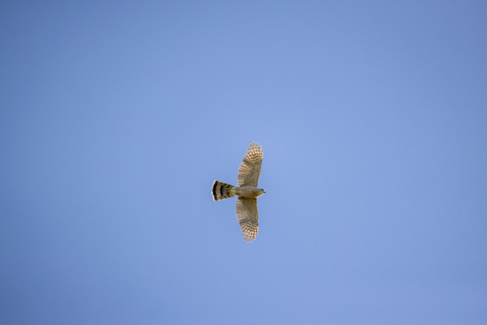 Bird Flying