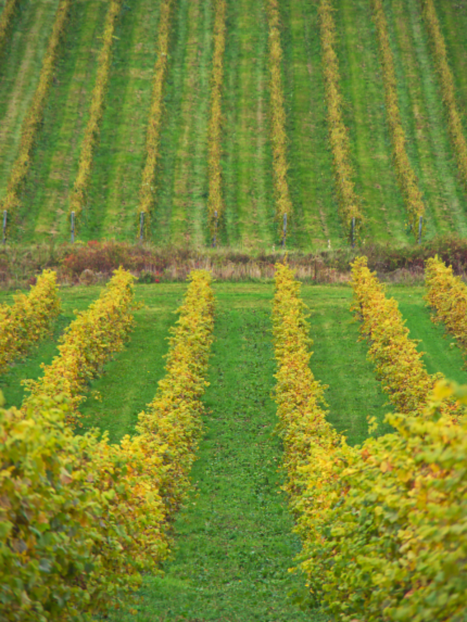 Wine Vineyard