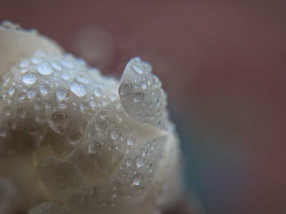 Abstract Flower