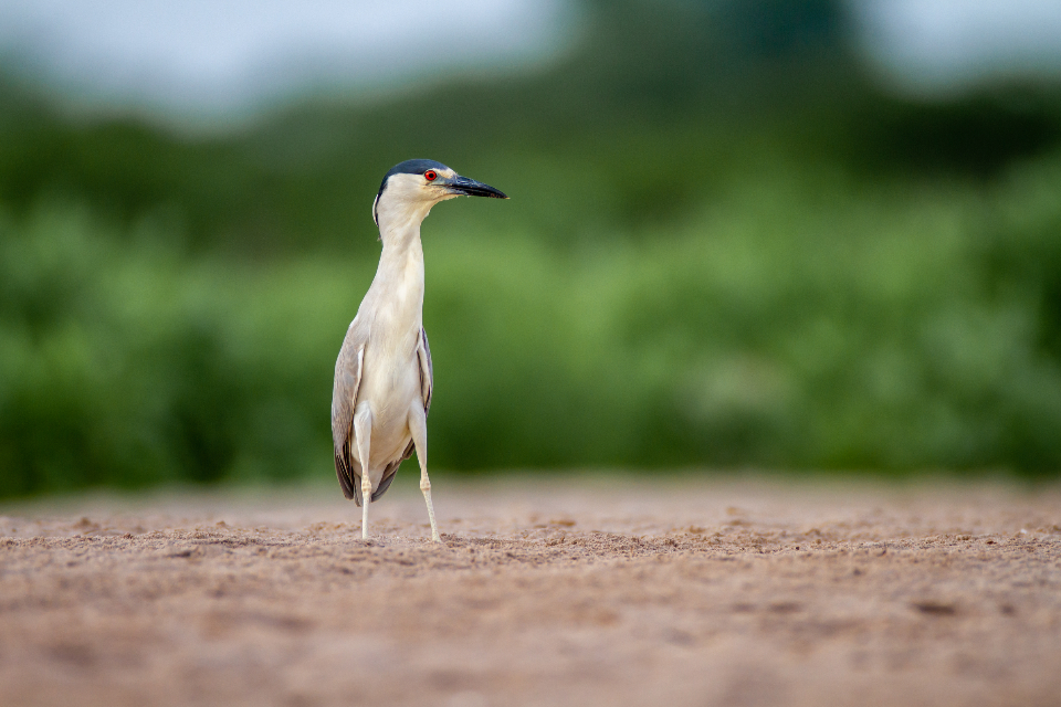 Bird Wildlife