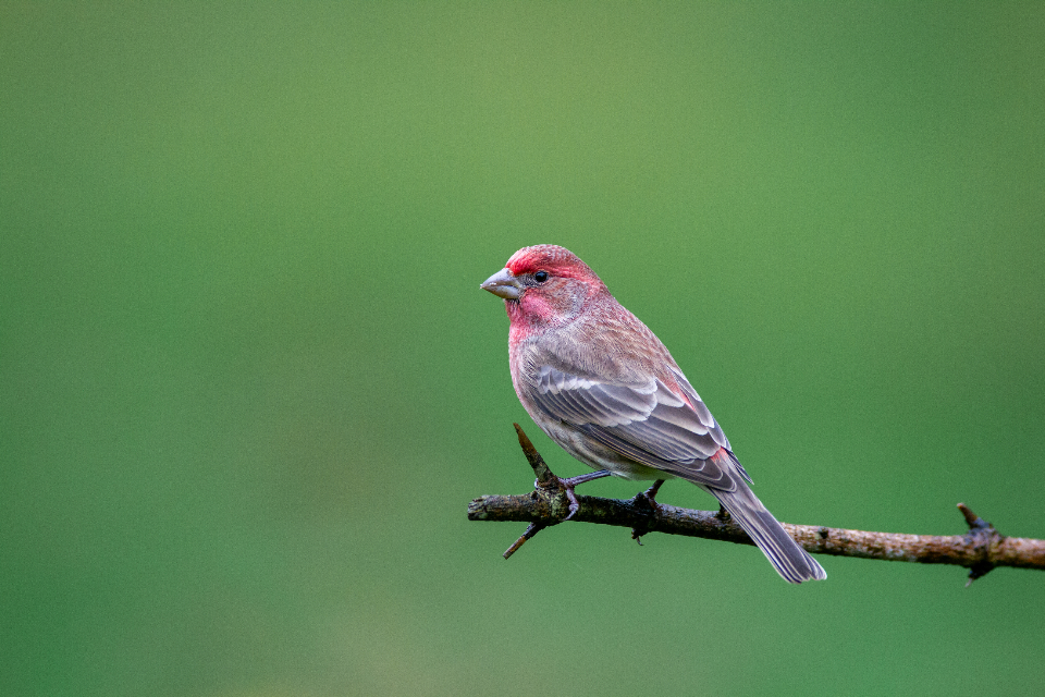 Bird Perched