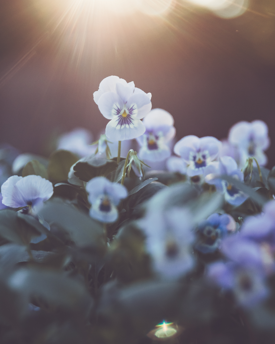 Spring Flowers