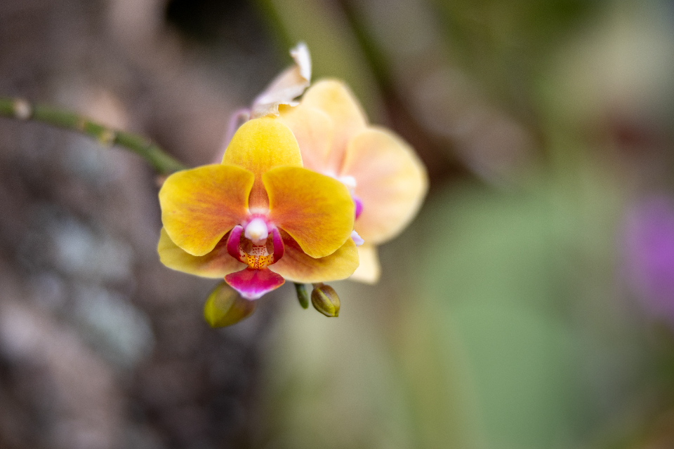 Orchid Flower