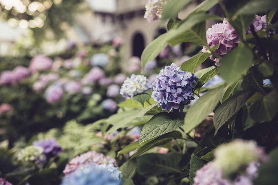 Hydrangea Flowers