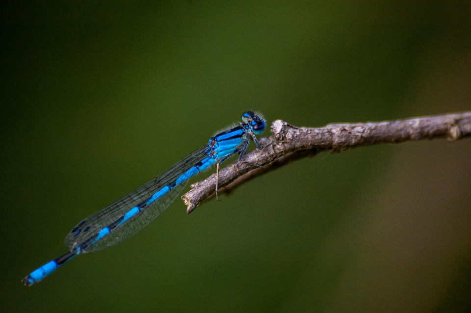 Dragonfly Close Up