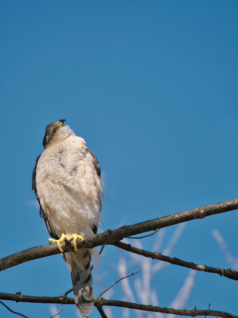 Hawk Bird