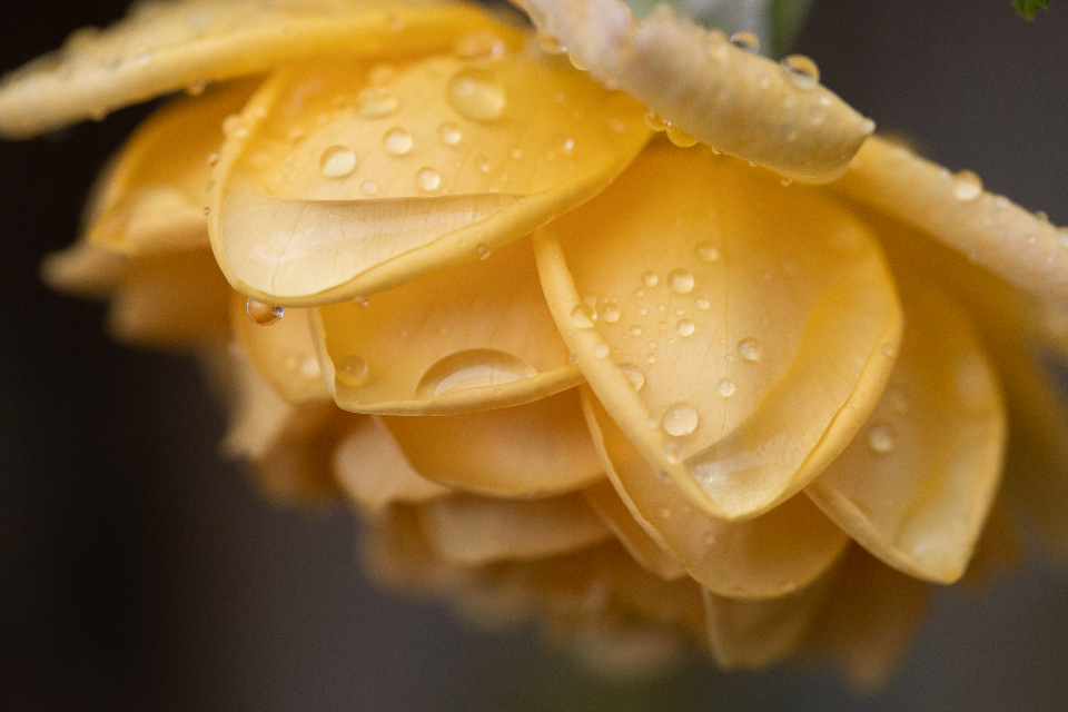 Abstract Flower