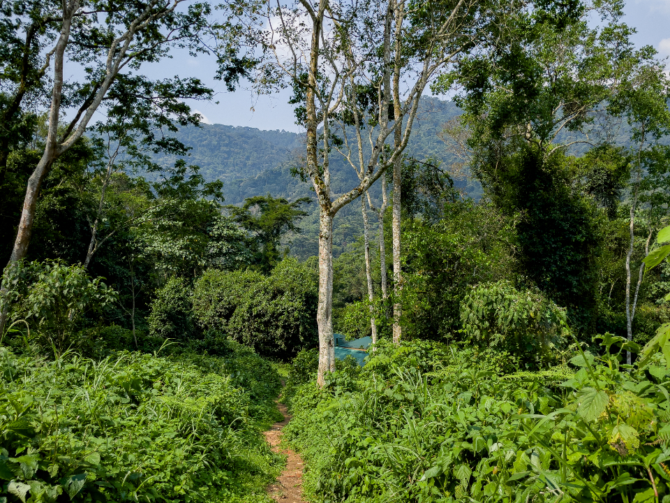 Jungle Trail