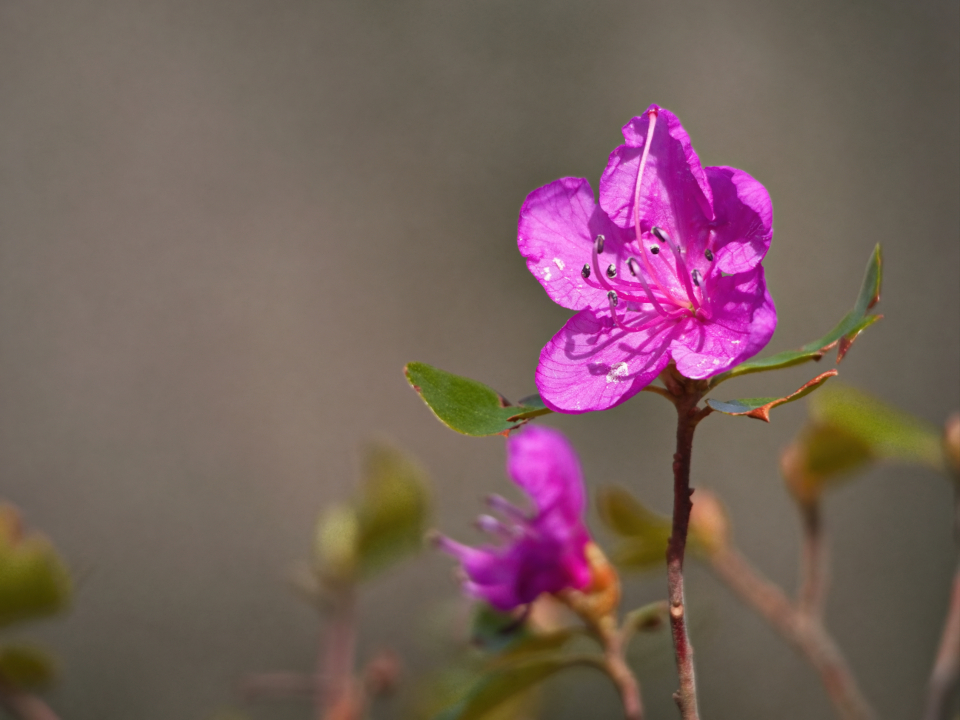 Pink Garden