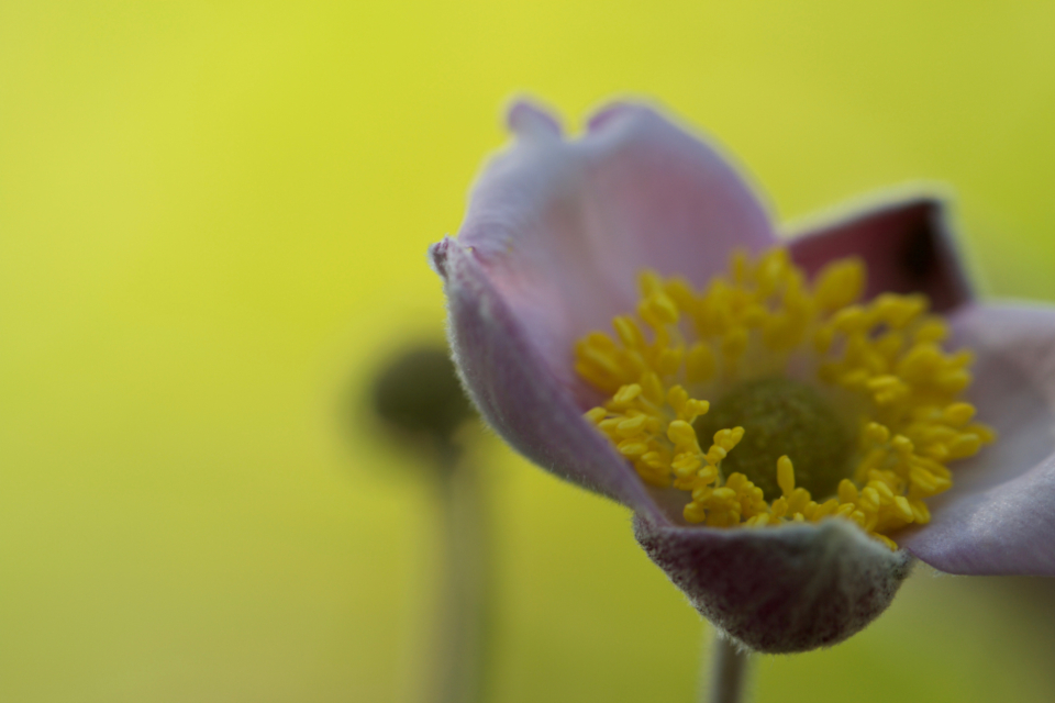 Flower Bloom