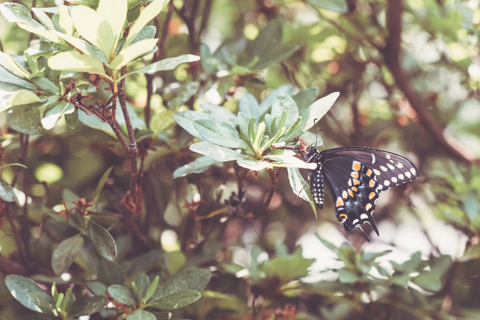 Butterfly Close Up