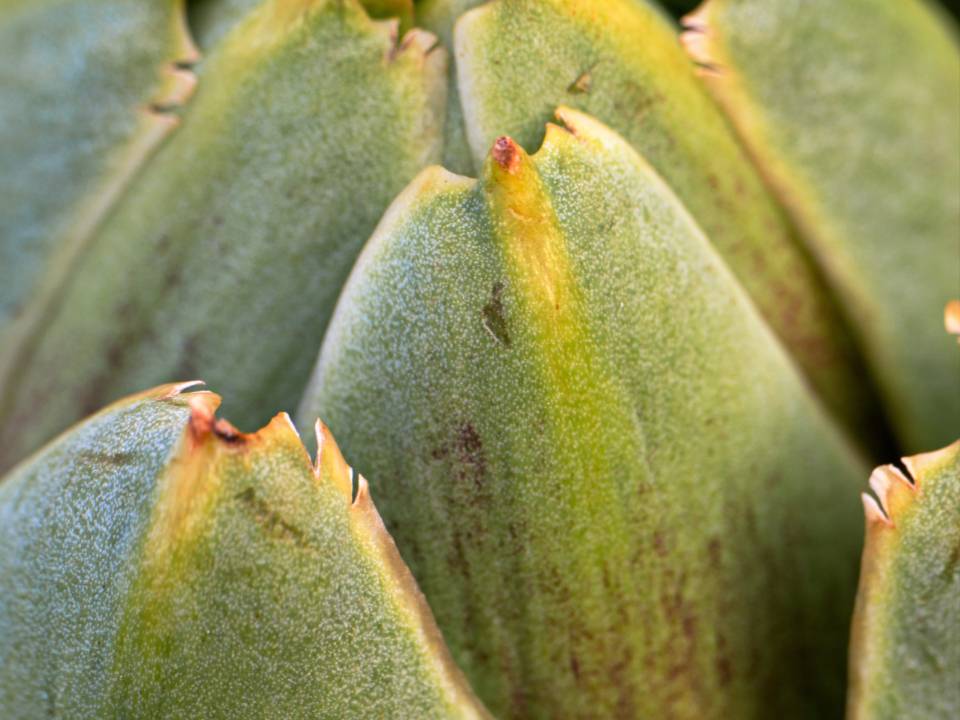 Artichoke Plant
