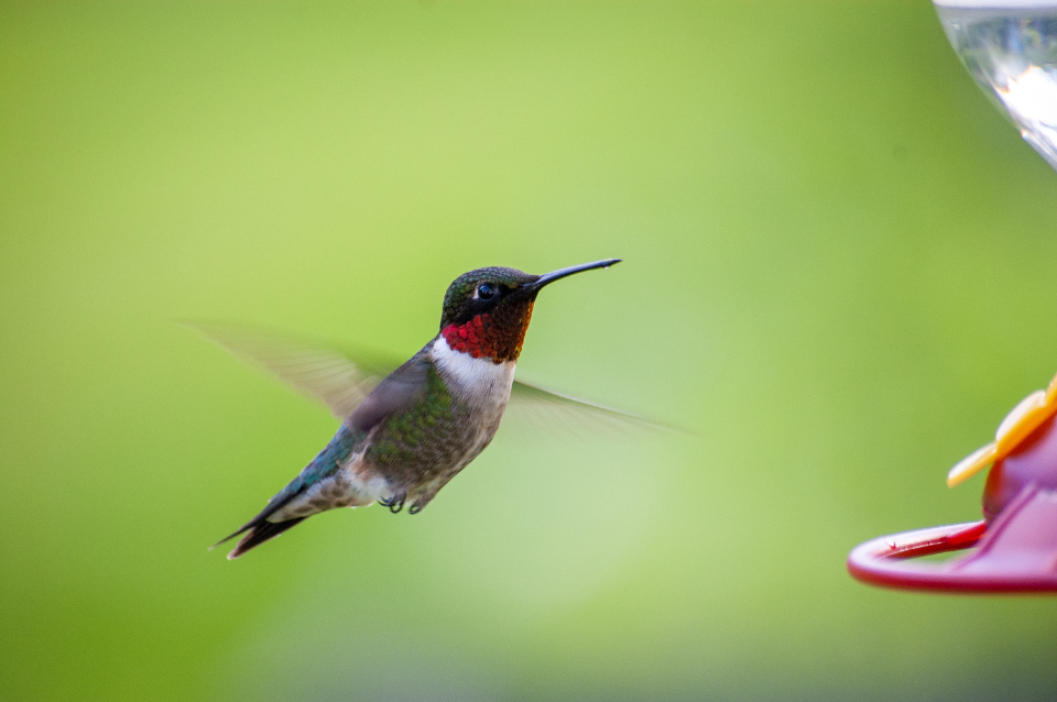 Hummingbird Bird