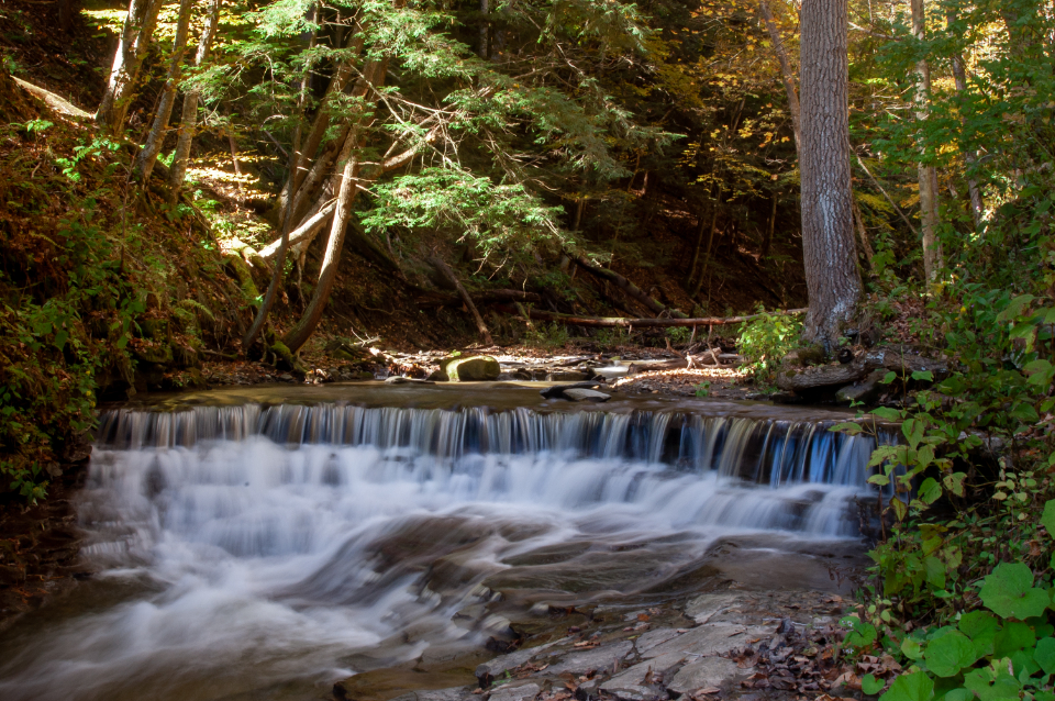 Waterfall Forest