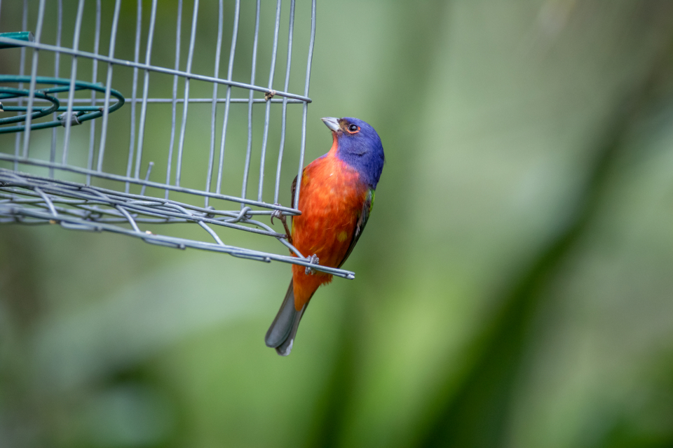 Perched Bird