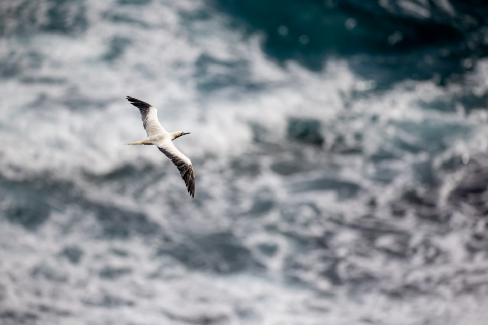 Bird Flying