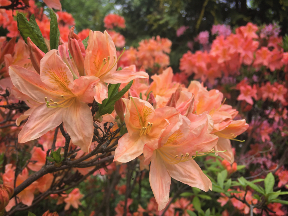 Flowers Garden