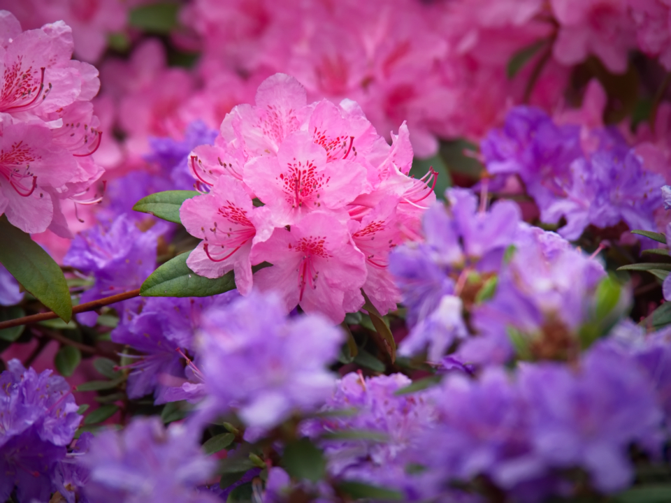 Pink Garden