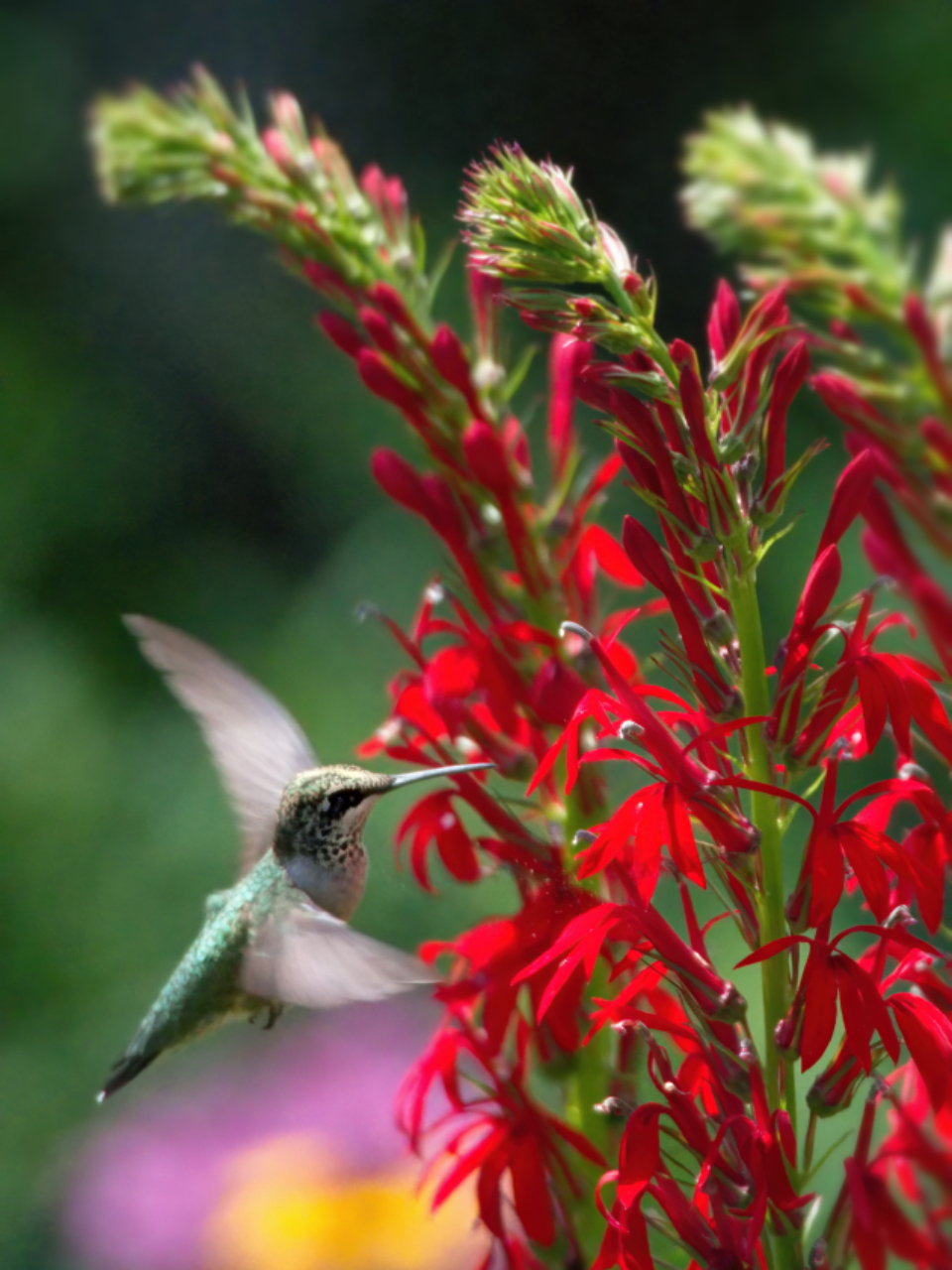 Bird Flower