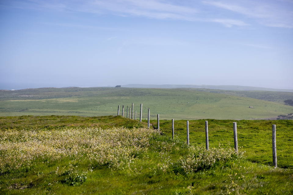 Grassy Field