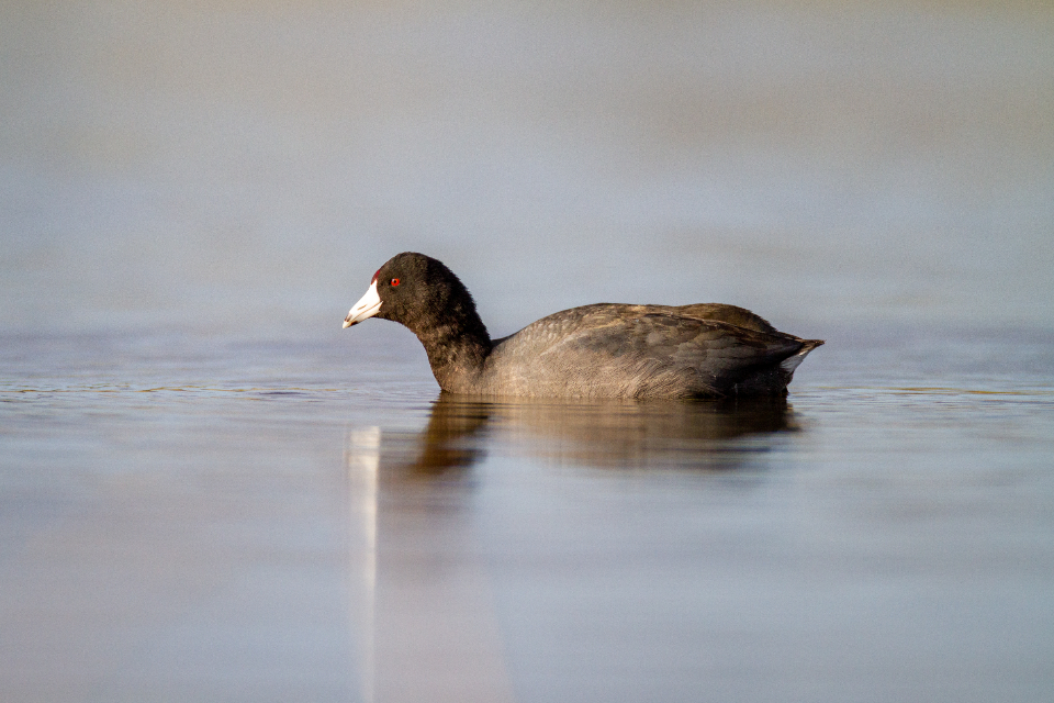 Bird Wildlife