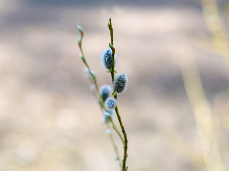 Catkin Plant