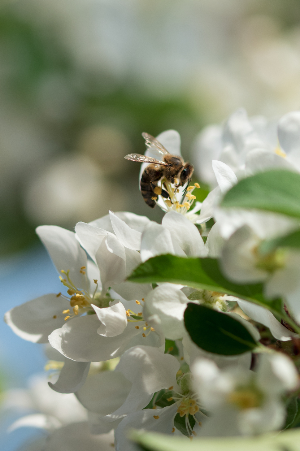 Bee Flower