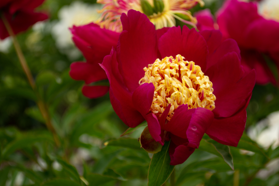 Flower Blossom