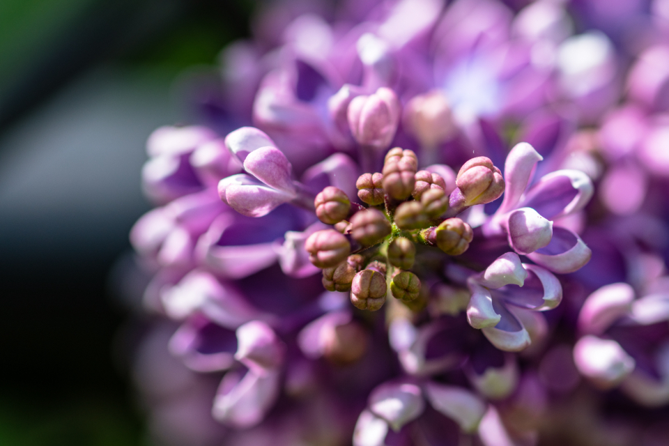 Purple Flowers