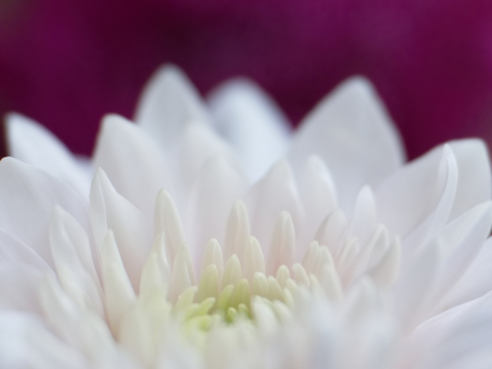 Abstract Flower