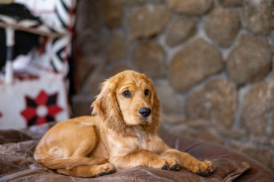 Dog Puppy