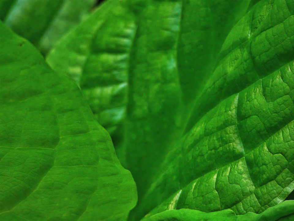 Nature Leaves