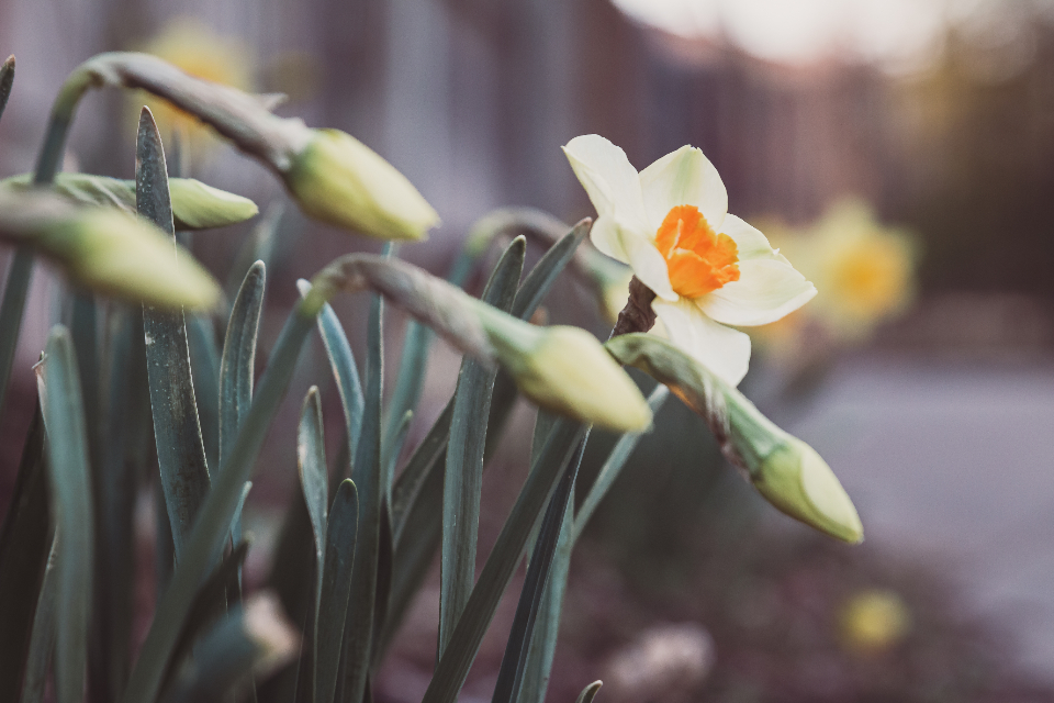 Spring Flowers