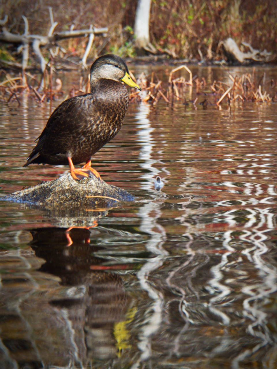 Duck Water