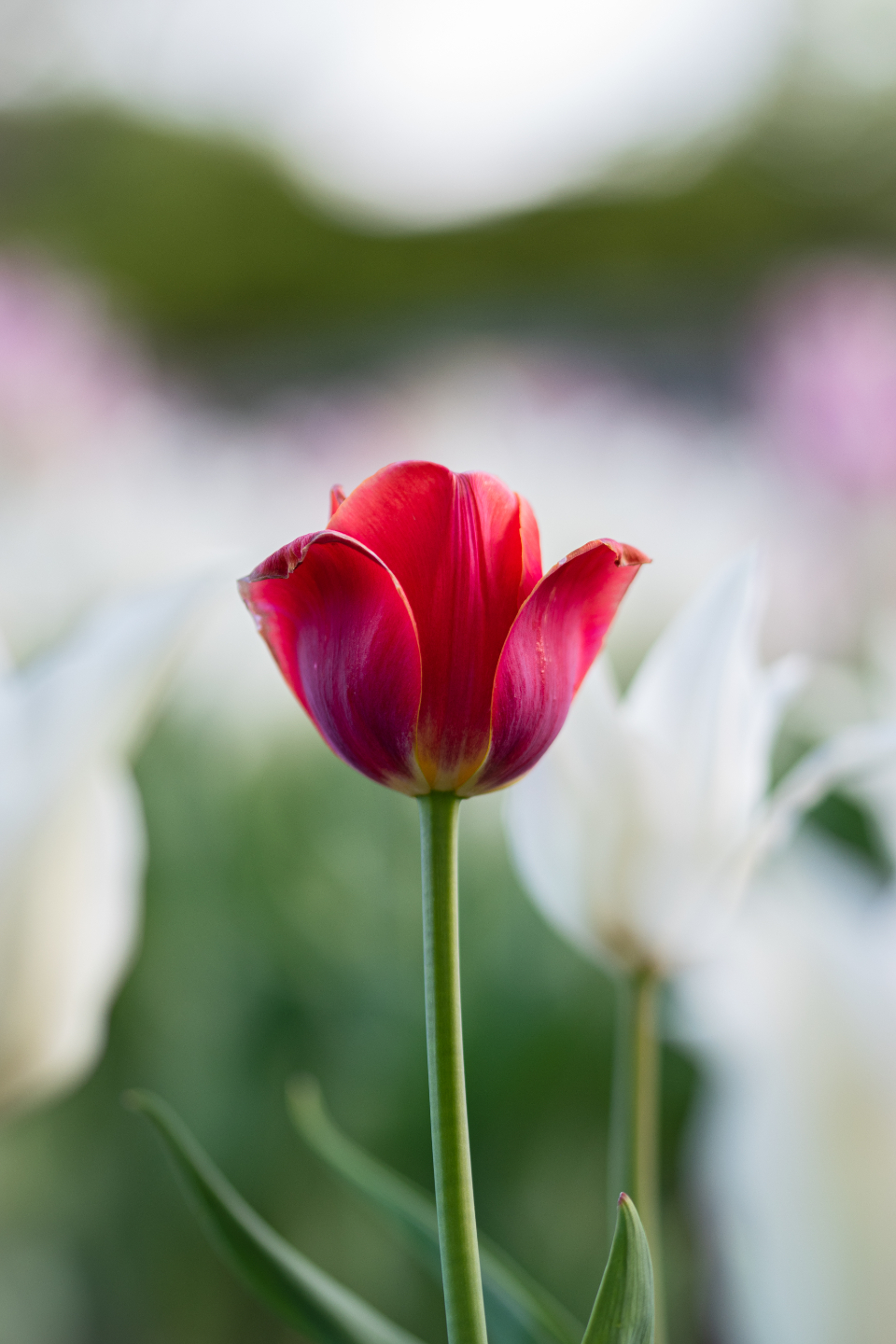 Red Tulip