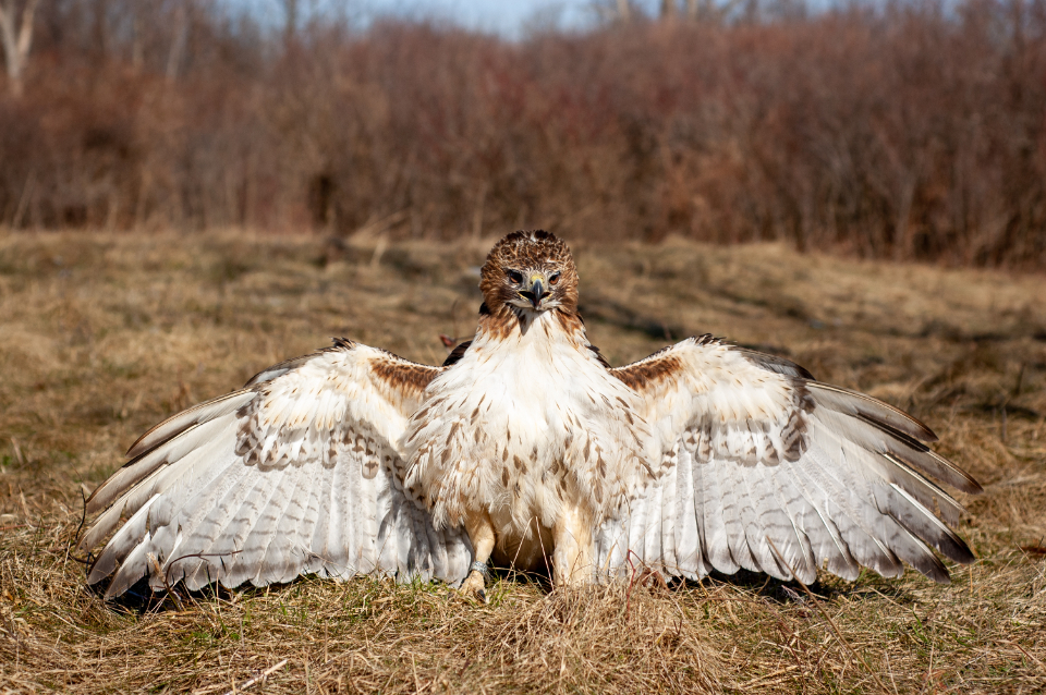 Hawk Portrait