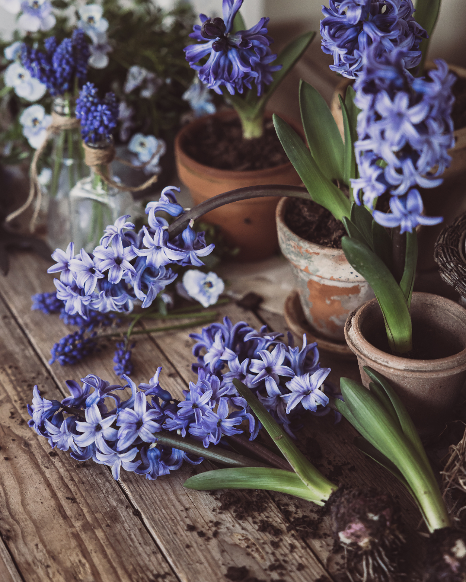 Purple Flowers