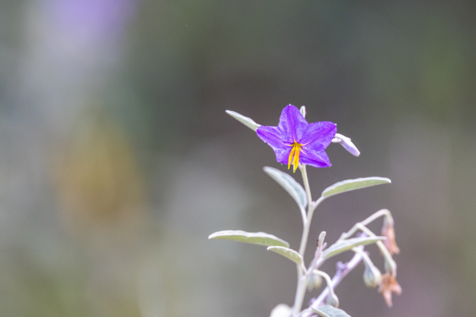Purple Flower