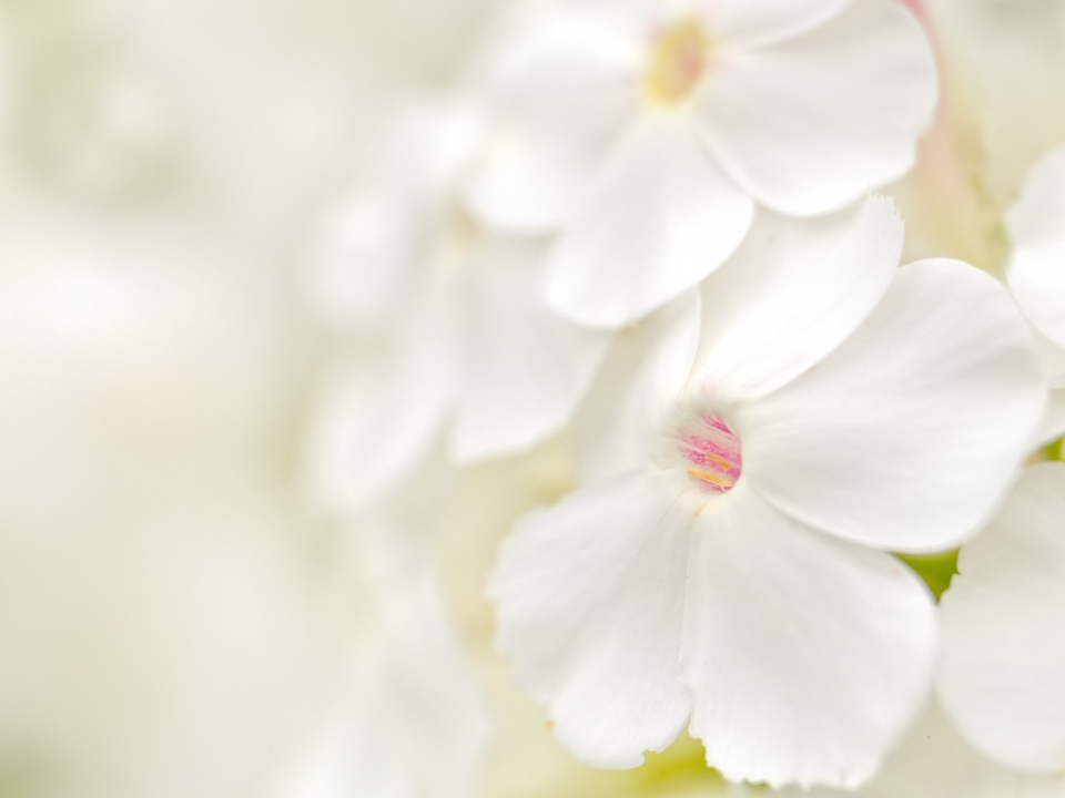 Soft Flower