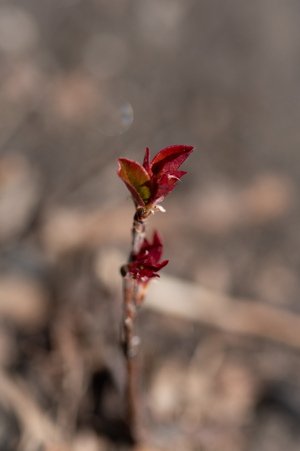 Buds Tree